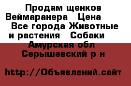 Продам щенков Веймаранера › Цена ­ 30 - Все города Животные и растения » Собаки   . Амурская обл.,Серышевский р-н